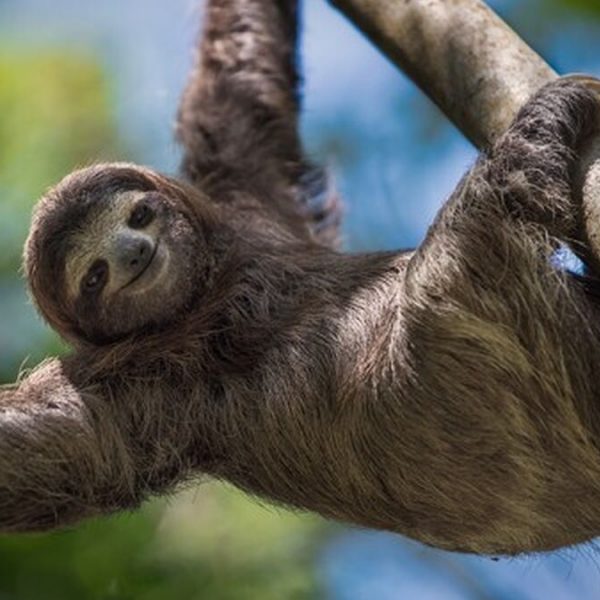 sloth