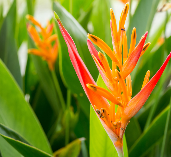 Heliconia flowers