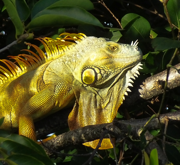Iguana