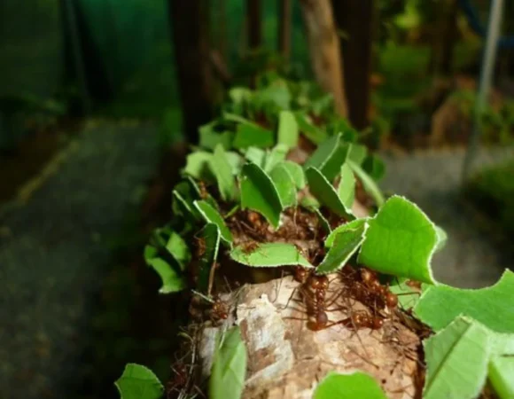 Leaf cutter ants