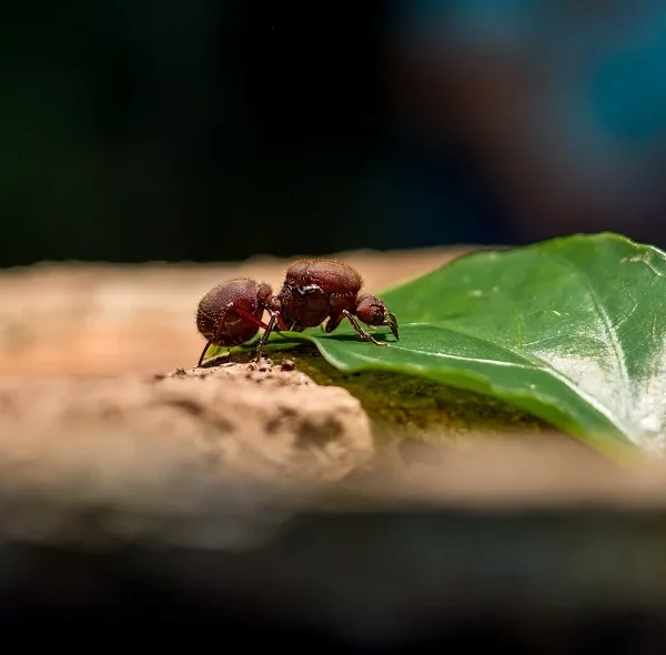 Leaf cutter ants Costa Rica