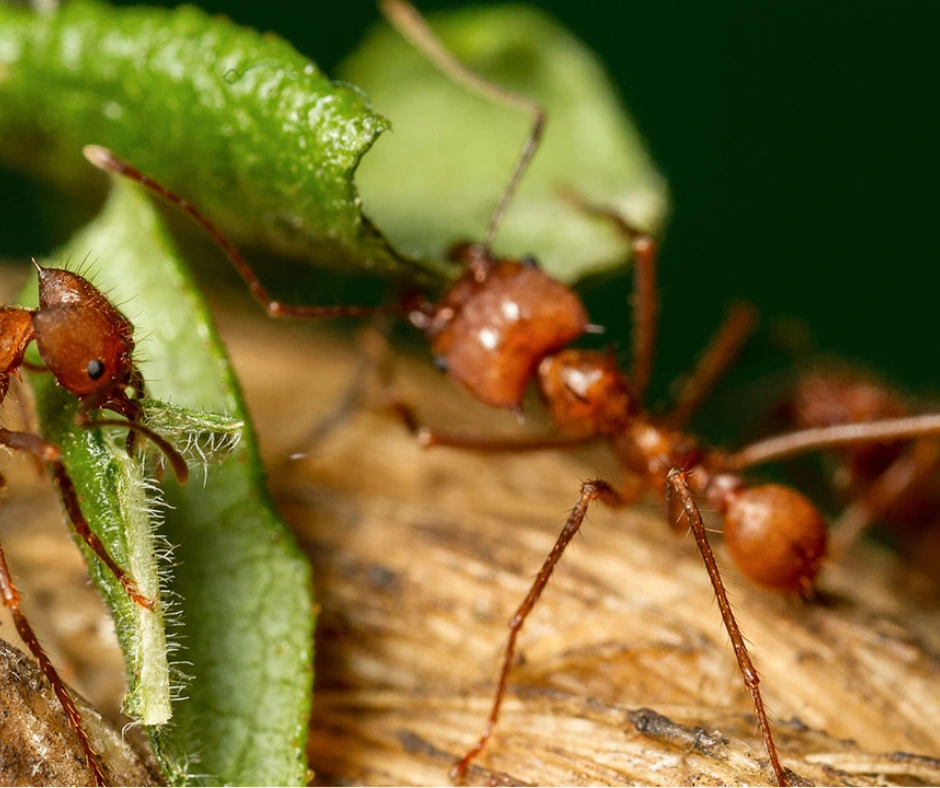 Ants Tour Costa Rica